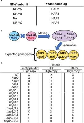 Single-cell genetic models to evaluate orphan gene function: The case of QQS regulating carbon and nitrogen allocation